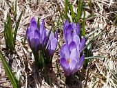 6°  Crocus 